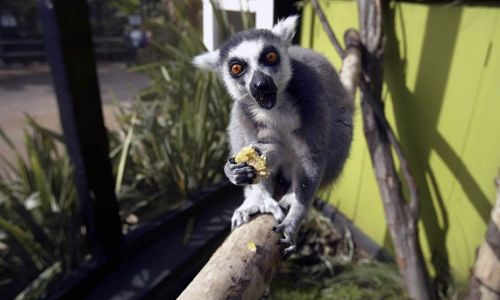 Lo zoo di Londra è uno degli zoo più antichi del mondo