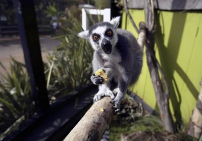 Lo zoo di Londra è uno degli zoo più antichi del mondo