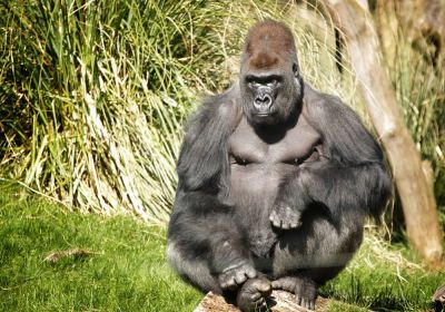 Specie di gorilla ospite dello Zoo di Londra