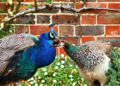 Visita i giardini del Castello di Leeds